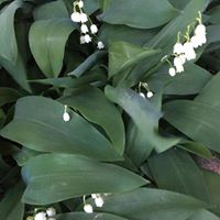 Cathy Lu's profile image