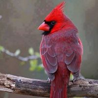 Anita Louise's profile image