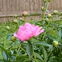 Kathleen Murray Devitt's profile image