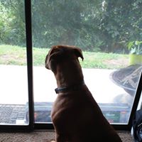 Debbie Priest Collins's profile image