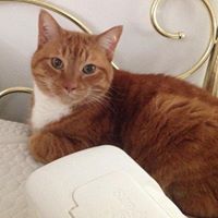Monica Petringa's profile image