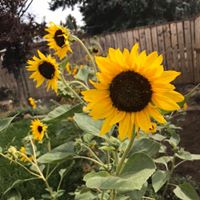 Karen Tolley's profile image