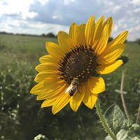 Tonya Manning's profile image