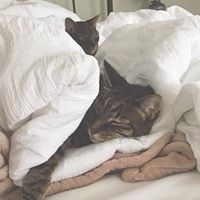 Sue Nivam's profile image