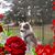 Serina Carpenter's profile image