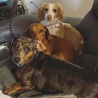 Lauren Shelton's profile image