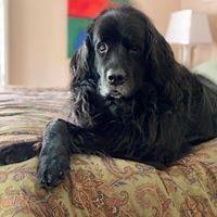 Chad Abrahamson's profile image