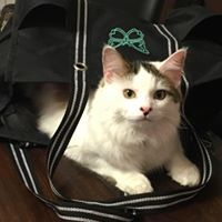Sandy Henderson's profile image
