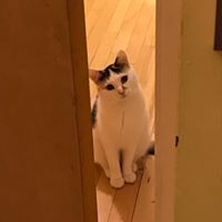 Leah Ritzko's profile image