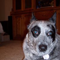 Joy Leverett Fowler's profile image