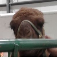 Talia Gaye's profile image