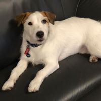 Benny Boo's profile image