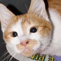 Deb Rouse's profile image