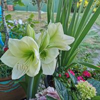Patricia Hvid's profile image