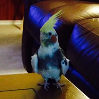 Becky Prewitt-Stewart's profile image
