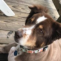 Shelly Hoop's profile image