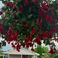 Jo Ann Gendron's profile image