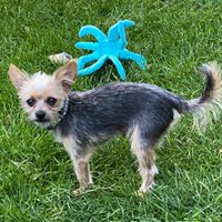 Beckie Moreno-Tunon's profile image