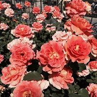 Jeorlyn O'Donnell's profile image