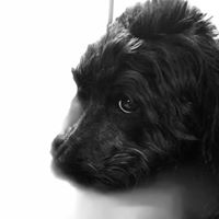 Debbie Brinkman Kravec's profile image