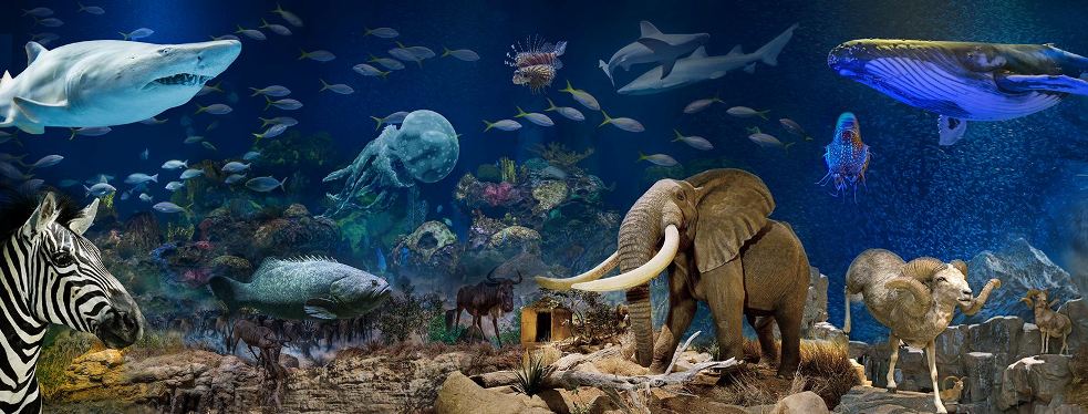 Wonders Of Wildlife National Museum & Aquarium reviews | Aquariums at 500 W Sunshine St - Springfield MO Wonders Of Wildlife National Museum & Aquarium reviews | Aquariums at 500 W Sunshine St - Springfield MO