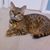 Donna Gemma Larkin's profile image
