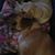 Kaye Daun Sorenson's profile image