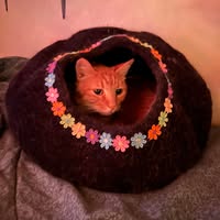 Susan Wren's profile image