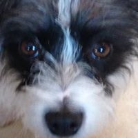 Shirene Urton's profile image