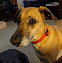 Linda Henkel Goudreau's profile image