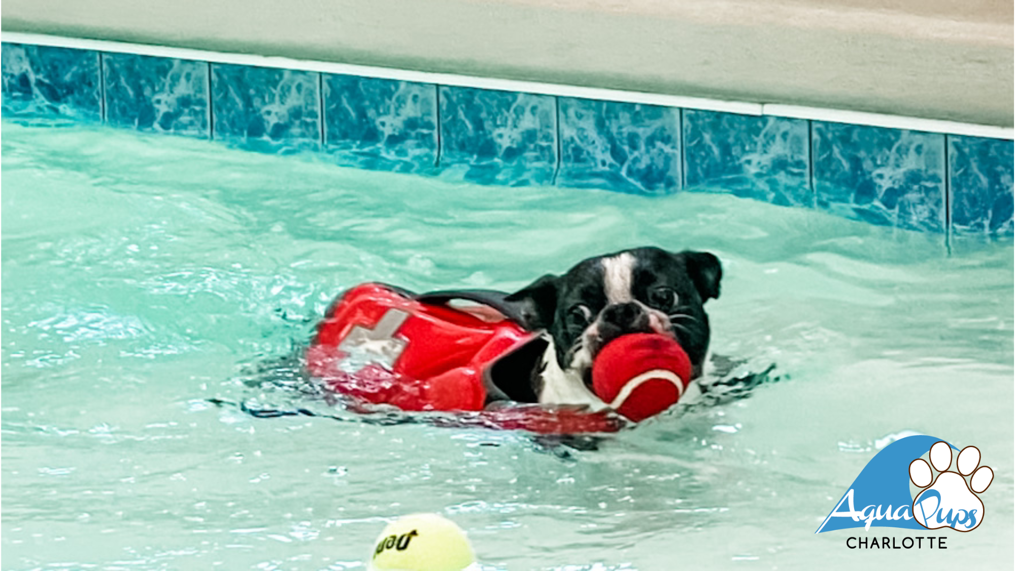 AquaPups Charlotte's cover image