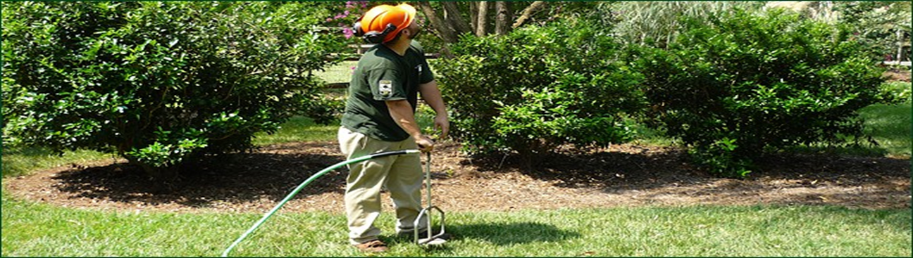 AAA Tree Experts