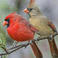 Theresa Reese's profile image