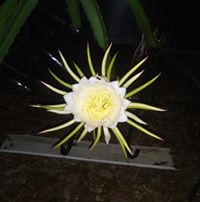 John Gedeon's profile image