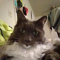 Phil Minion's profile image