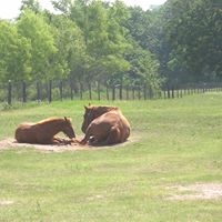 Sandy Montgomery's profile image