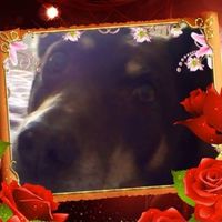 Gordon Marshall's profile image