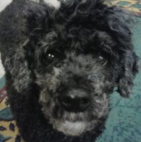Lauren Esmonde's profile image