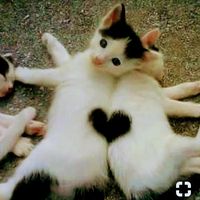 Veronika Suzi Thewell's profile image