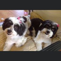 Sharon Soward's profile image