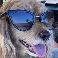 Sandy Marchant's profile image
