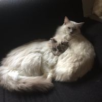 Sasha Douglas's profile image