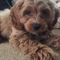 Sherri Barnes's profile image