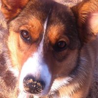 Peggy Lee's profile image