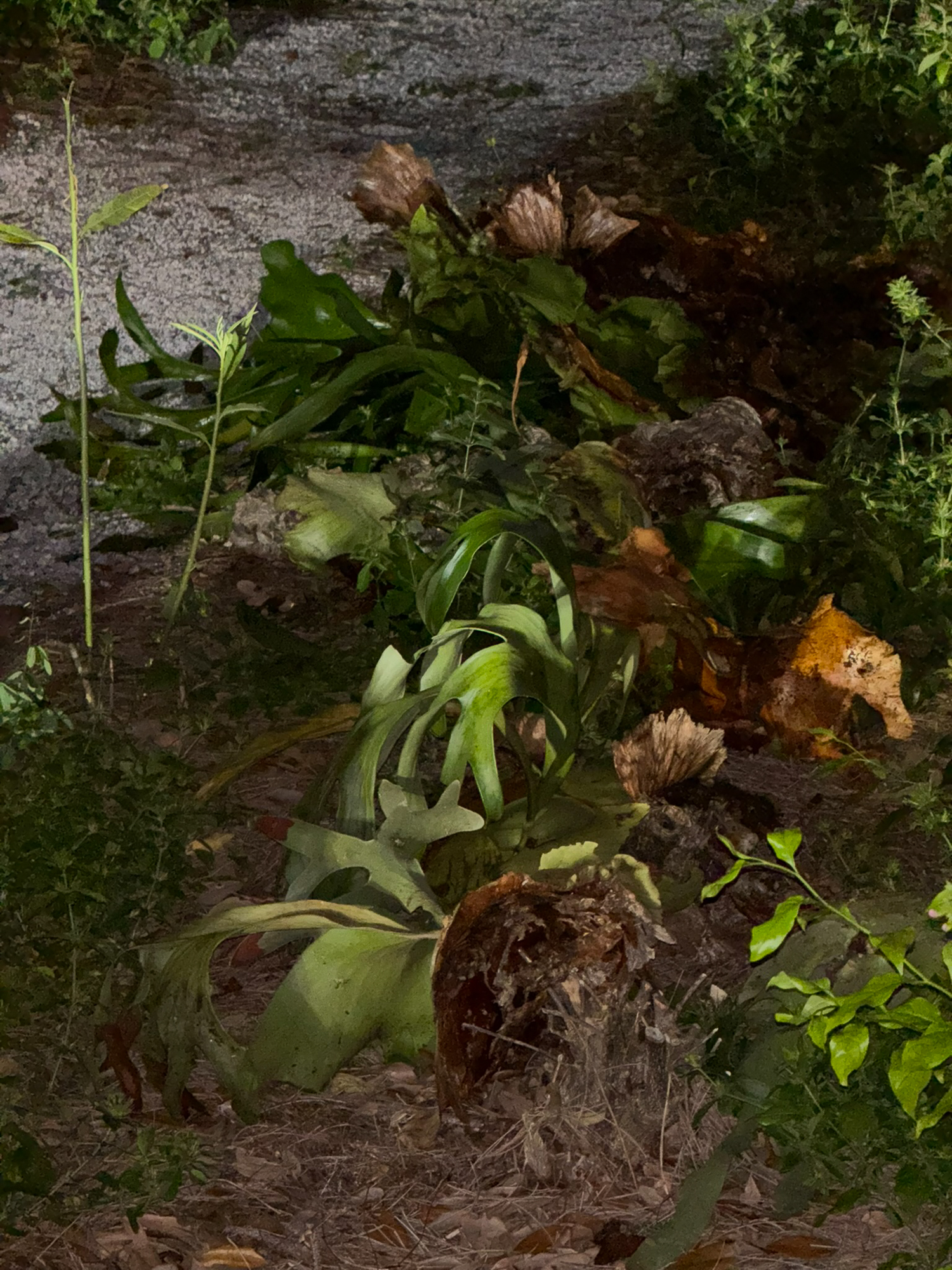 Patsy Reece U.'s post 4