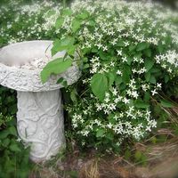 Judy Johnson's profile image
