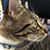 Ken Dyer's profile image