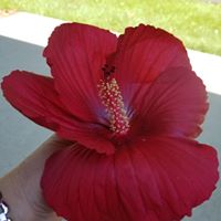 Toni Spitler's profile image