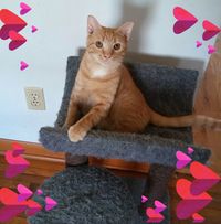 Linda Boughton's profile image