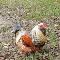 David McNeely's profile image